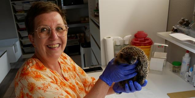  Professionell: Sibille Zillinger bestimmt als erstes das Geschlecht der Igel, die zu ihr gebracht werden. In Kursen hat sie sich Fachwissen über Igel angeeignet (Foto: Hanna Summer)