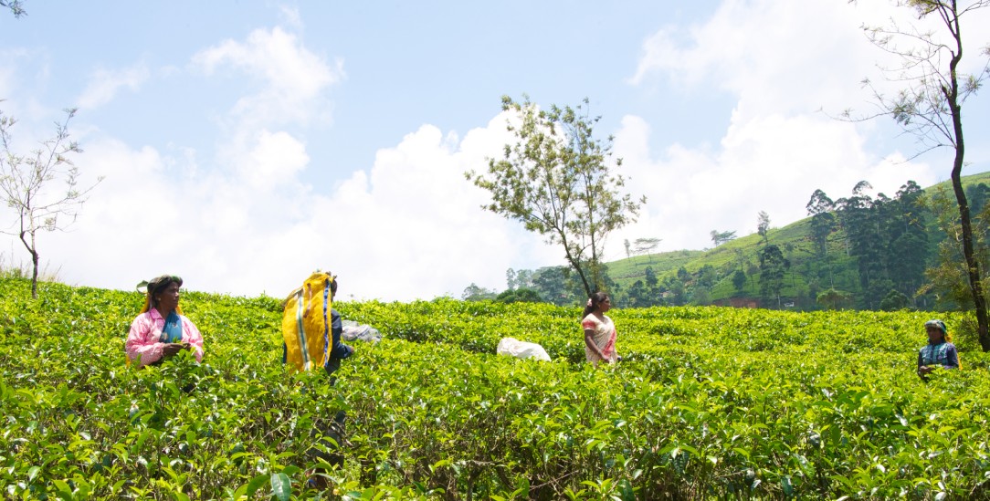 Fair behandelt?  Teepflückerinnen wie hier in Sri Lanka können oft nicht von ihrem Einkommen leben(Foto: PA / DPA / Ursula Düren)