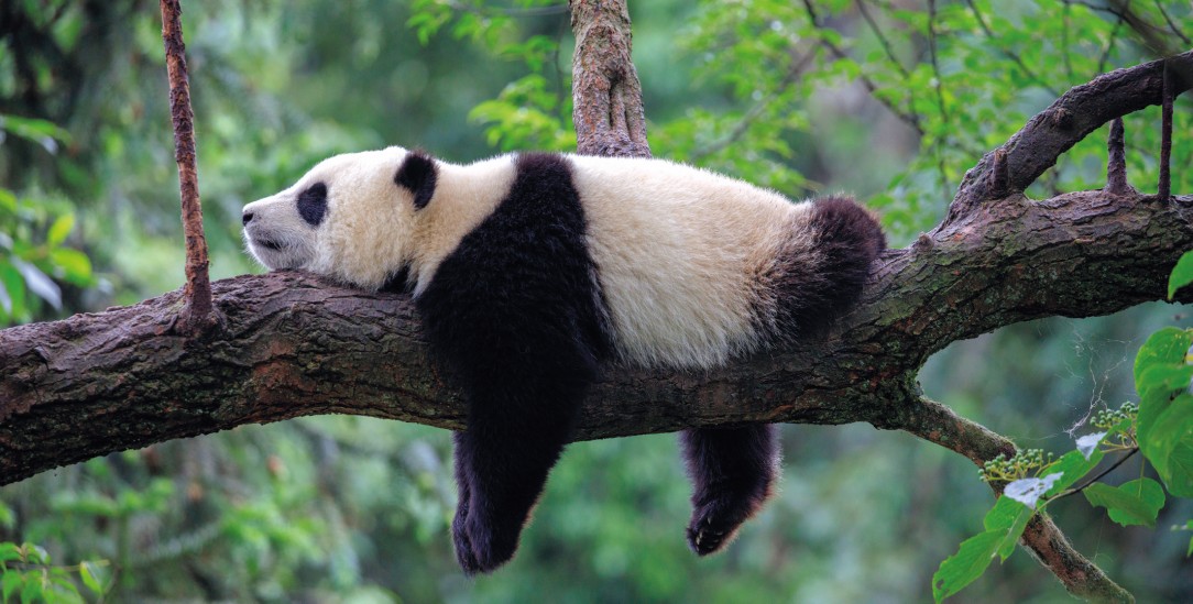 In China gibt es wide rmehr Pandabären in freier Wildbahn. (Foto: Cedar/stock.adobe.com)
