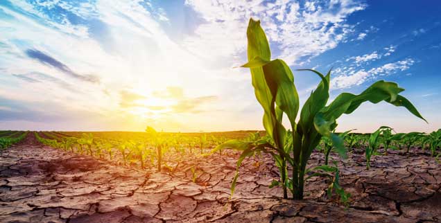 Verdorrte Pflanzen, Risse im Boden: Viele Landwirte sind durch die Trockenheit in Existenznot geraten. (Foto: fotolia/Bits and Splits - stock.adobe.com)