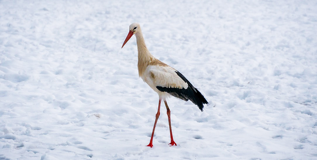 Lieber kalte Füße als tausende von Kilometern fliegen? (Foto: istockphoto/djenev)