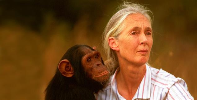 Keine Forschungsobjekte, sondern Persönlichkeiten: Jane Goodall erforschte Schimpansen mit Liebe und Geduld. (Foto: pa/Wildlife)