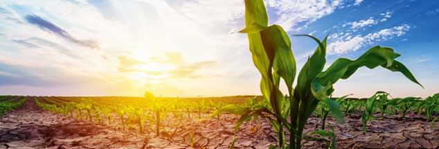 Verdorrte Pflanzen, Risse im Boden: Viele Landwirte sind durch die Trockenheit in Existenznot geraten. (Foto: fotolia/Bits and Splits - stock.adobe.com)