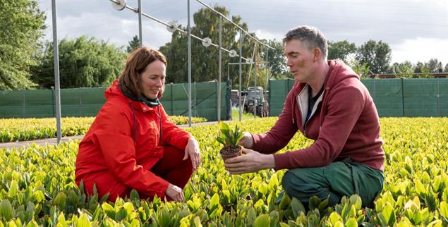 Tödliche Hitze: Schon heute können heiße Tage den Pflanzen gefährlich werden (Foto: Karin Desmarowitz)