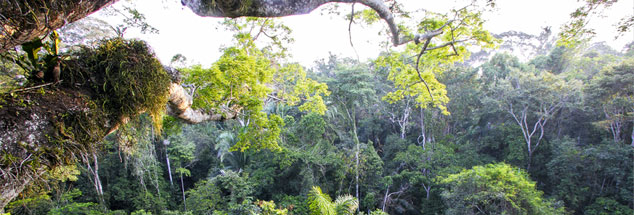 Regenwald in Peru: Eine Sorge ist, dass die Goldgräber einfach in andere Naturschutzgebiete oder in Lebensräume indigener Völker weiterziehen. (Foto: Foto: PA/WILDLIFE/S.Muller)