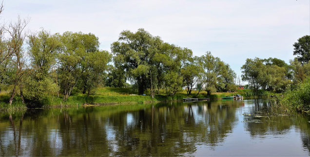 Südlich von Havelberg: Am Fluss wächst wieder Schilf. (Foto: Hans-Jürgen Röder)