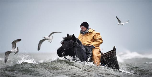 Krabbenfischen zu Pferd: Die Fotografin Kristina Steiner hat diese einzigartige Technik, die den Gezeiten folgt, in Belgien in Bildern festgehalten – und damit den Onewater-Fotowettbewerb der Unesco gewonnen. (Foto: Kristina Steiner)
