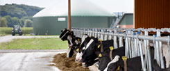 Aus Gülle, Mist und Futterresten wid Biogas - ohne die ökologischen Nachteile, die Mais als Energiepflanze mit sich bringt  (Foto: Bioconstruct) 