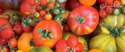 Tomaten, so bunt wie das Leben, das gibt es höchstens noch in Bioläden, aber nicht mehr in herkömmlichen Supermärkten. Den weltweiten Saatgutmarkt dominieren wenige Konzerne (Foto: istockphoto/Liza McCorkle)