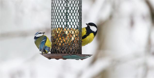 (Foto: istockphoto / TT)