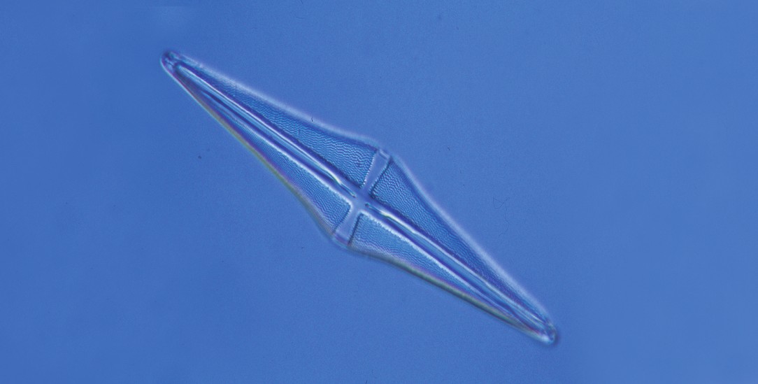 Prähistorische Kieselalge: Als sie Licht und Nahrung bekam, fuhr der Stoffwechsel hoch, sie teilte sich und betrieb Fotosynthese - nach 7000 Jahren im Ruhezustand. (Foto: alamy/Zoonar GmbH)