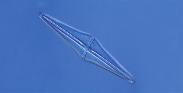 Prähistorische Kieselalge: Als sie Licht und Nahrung bekam, fuhr der Stoffwechsel hoch, sie teilte sich und betrieb Fotosynthese - nach 7000 Jahren im Ruhezustand. (Foto: alamy/Zoonar GmbH)