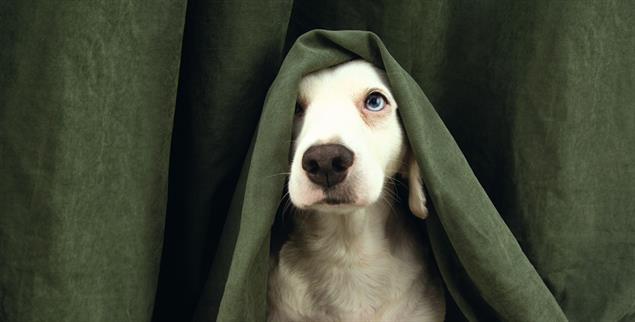 Pure Panik: Für Tiere ist Silvester kein Grund zur Freude. (Foto: stock.adobe.com / Sandra)