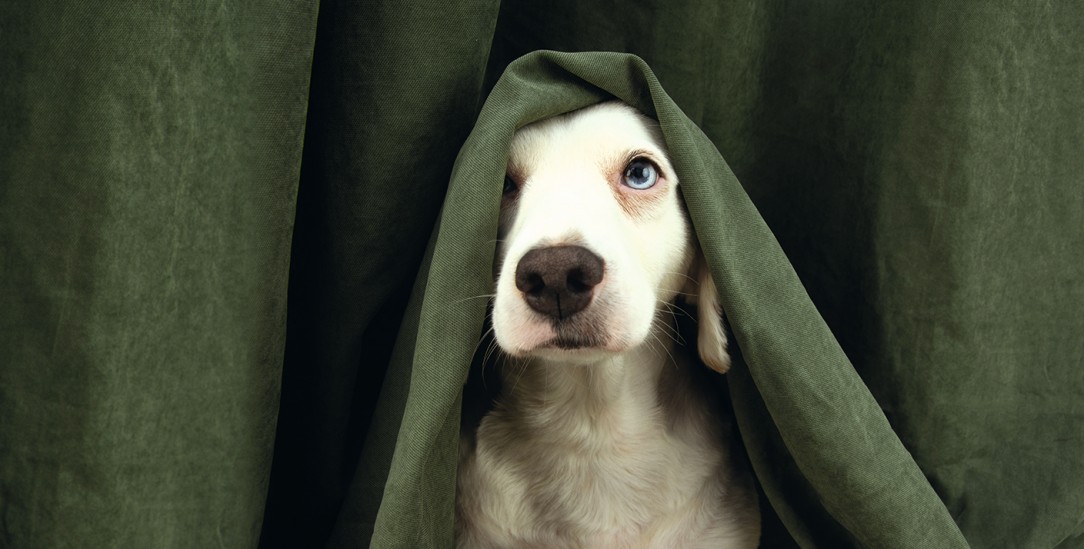 Pure Panik: Für Tiere ist Silvester kein Grund zur Freude. (Foto: stock.adobe.com / Sandra)