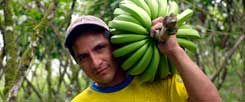 Bananen aus fairem Handel: Das Siegel des Vereins TransFair garantiert soziale Standards bei der Produktion, manchen großen Fairtrade-Importeuren sind sie zu niedrig. (Foto: pa/Fairtrade)