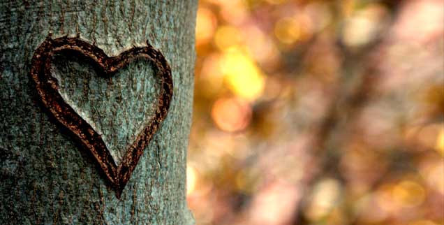 Liebe geht immer: In Jugendjahren in die Baumrinde geritzt, zeugt das Herz von einer Liebe zweier Menschen, die alle Stürme übersteht. (Foto: photocase/oj bender)