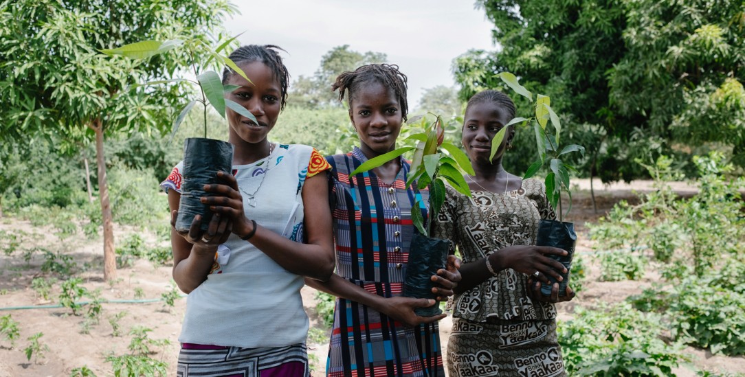 Waldgärten entstehen: Im Senegal finanziert Ecosia die Arbeit von »Trees for the Future« (Foto: Ecosia/Joshi Gottlieb)