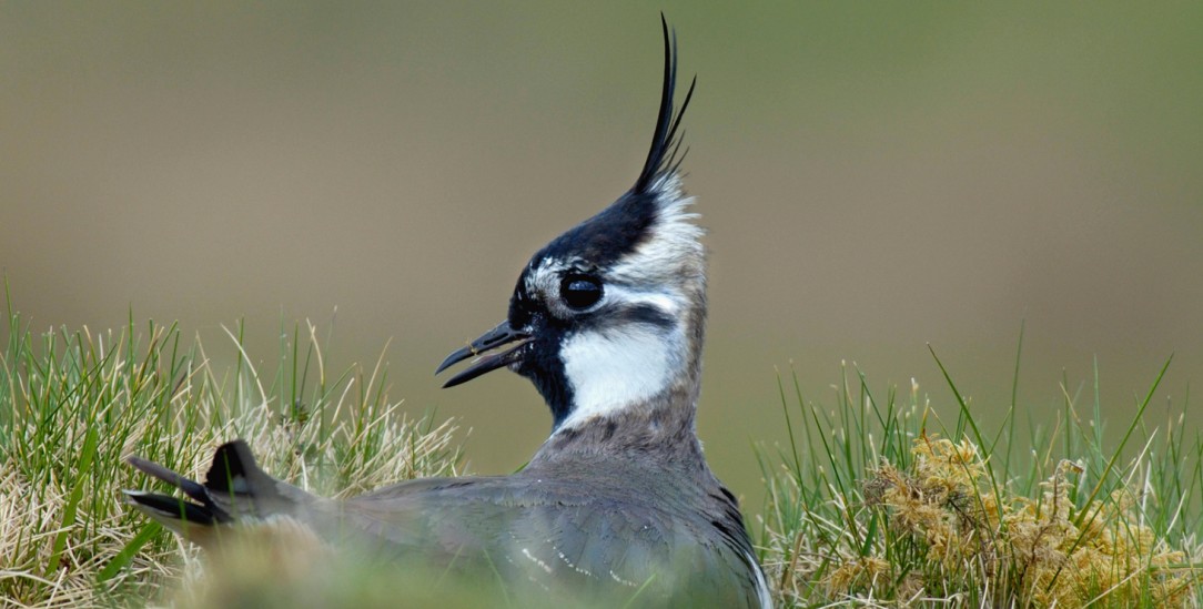 (Foto: PA/blickwinkel/M. Hicken)