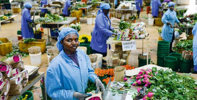 Das Dilemma des Fairen Handels: Blumen müssen in Europa günstig angeboten werden, mit dem Erlös lassen sich aber die Bedingungen für die Blumenarbeiterinnen in Afrika nicht deutlich verbessern (Foto: fairtrade.de/Joerg Boethling)