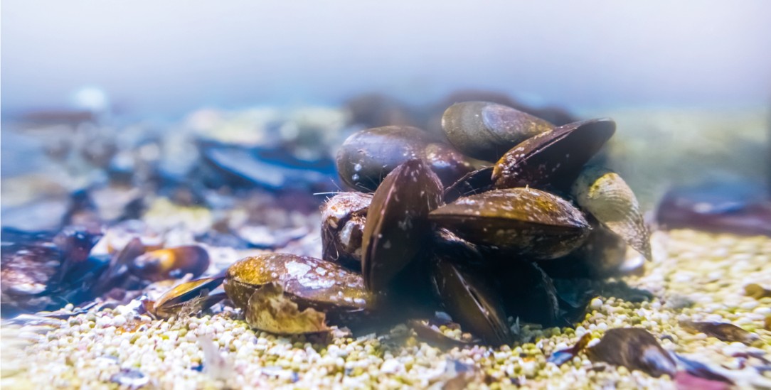 Miesmuscheln könnten als lebende Wasserfilter eingesetzt werden (Foto: Getty Images/iStockphoto/Charlotte Bleijenberg)