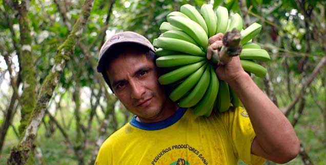 Bananen aus fairem Handel: Das Siegel des Vereins TransFair garantiert soziale Standards bei der Produktion, manchen großen Fairtrade-Importeuren sind sie zu niedrig. (Foto: pa/Fairtrade)