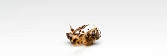 Nicht nur Bienen sind gefährdet, die Zahl aller Insekten geht dramatisch zurück, wie Forscher aus Krefeld festgestellt haben. Und damit leiden auch Vögel, für die sie Nahrungsgrundlage sind (Foto: istockphoto/Derweduwen Marrcel)