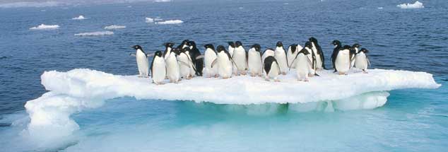 Die ersten - und nicht die letzten - Opfer des Klimawandels: Pinguine drängen sich auf abschmelzendem Eis eng zusammen. (Foto: Tui De Roy/Minden Pictures/Corbis)

