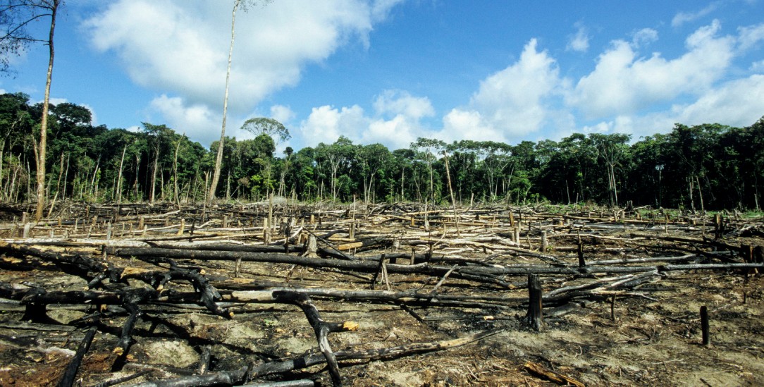 Jedes Jahr verschwinden in Brasilien Teile des Regenwaldes. Meist werden Bäume abgeholzt, um landwirtschaftliche Flächen zu gewinnen. (Foto: imago images/Joerg Boethling)