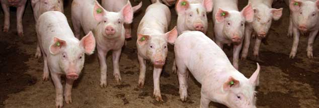 Profiteure des Tierwohl-Labels: Schweine in konventioneller Tierhaltung. (Foto: Sanders/Fotolia)