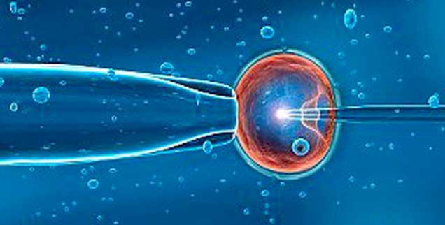 Ein Spermium wird in eine reife Eizelle gespritzt: Diese ICSI genannte Methode ist heute Standard in den rund 140 deutschen Kinderwunsch-Zentren (Foto: Jose Antonio Penas/Science Photo Library/Corbis)