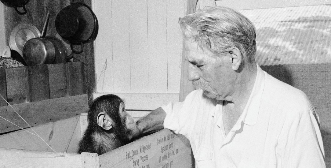  Albert Schweitzer (1875-1965) gründete 1913 das Hospital Lambarene im heutigen Gabun. Dort sorgte er für Affen, rettete einen Fischadler und sorgte sich um ein zahmes Schwein. Doch er schoss auch Raubvögel rund um das Urwaldkrankenhaus ab. (Foto: pa/NTB/Sverre A. Børretzen)