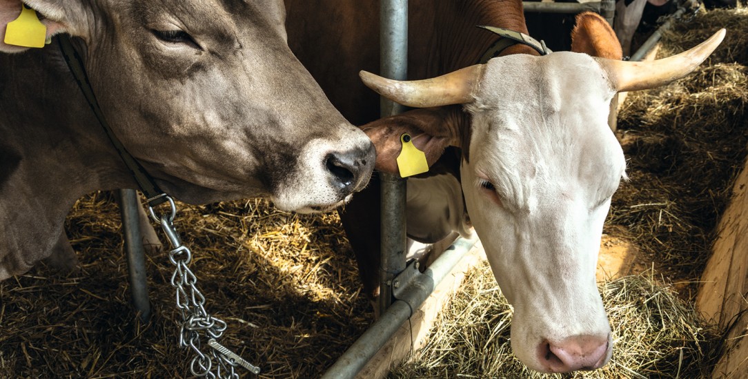 Nicht artgerecht: Angebundene Kühe können sich kaum bewegen. (Foto: istock by Getty / Zoran Kolundzija)