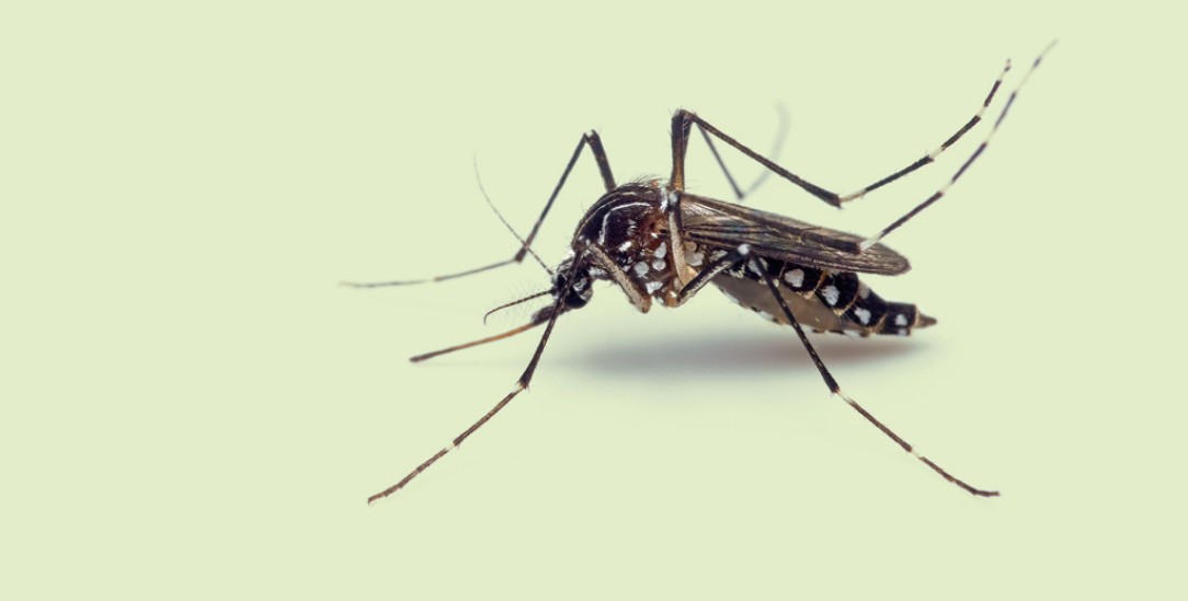  Gefürchteter Krankheitsüberträger: Die Gelbfiebermücke Aedes aegypti. (Foto: istockphoto / Backiris)