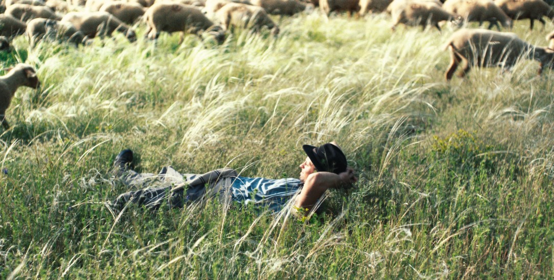 Mit 827 Schafen: Weit weg vom Lärm der Welt glaubt Mathyas sich im Paradies. (Foto: Film Kino Text)
