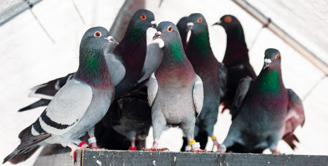 Gerade weil Stadttauben einen schlechten Ruf haben, setzt sich der Verein Erfurter Tauben für sie ein. (Foto: Erfurter Tauben e.V.)