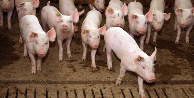 Profiteure des Tierwohl-Labels: Schweine in konventioneller Tierhaltung. (Foto: Sanders/Fotolia)
