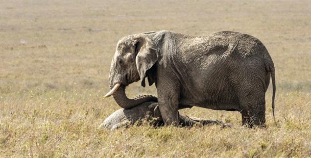 Die Endgültigkeit begreifen: Elefanten halten engen Kontakt mit ihren Toten und berühren sie. (Foto: istock by Getty / © Stu Porter Wildlife Photography)