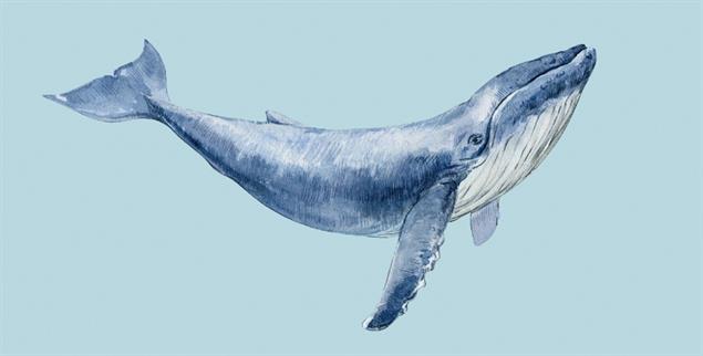 Hand drawn watercolor humpback whale. Watercolor illustration isolated on a white background. Marine development, rare species.