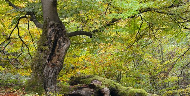 Vom Leben gezeichnet: Der Baum wächst nach einem Sturmschaden weiter, aber er hat sich verändert (Foto: PA / imageBROKER / J. Pfeiffer)