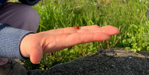 Käfer Karl auf der Hand von Johanna, deren Papa Moritz ein Erinnerungsfoto von den zwei neuen
Freunden gemacht hat. Foto: Moritz Schlarb