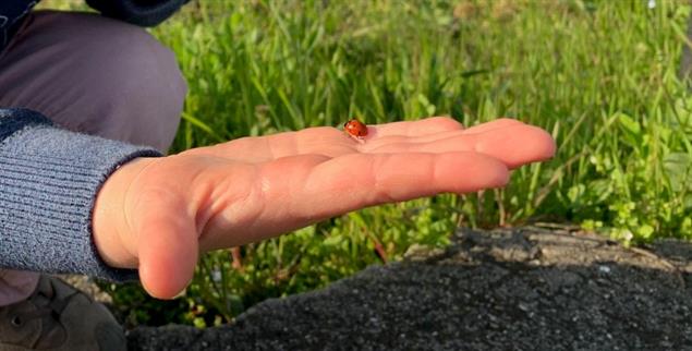 Käfer Karl auf der Hand von Johanna, deren Papa Moritz ein Erinnerungsfoto von den zwei neuen
Freunden gemacht hat. Foto: Moritz Schlarb