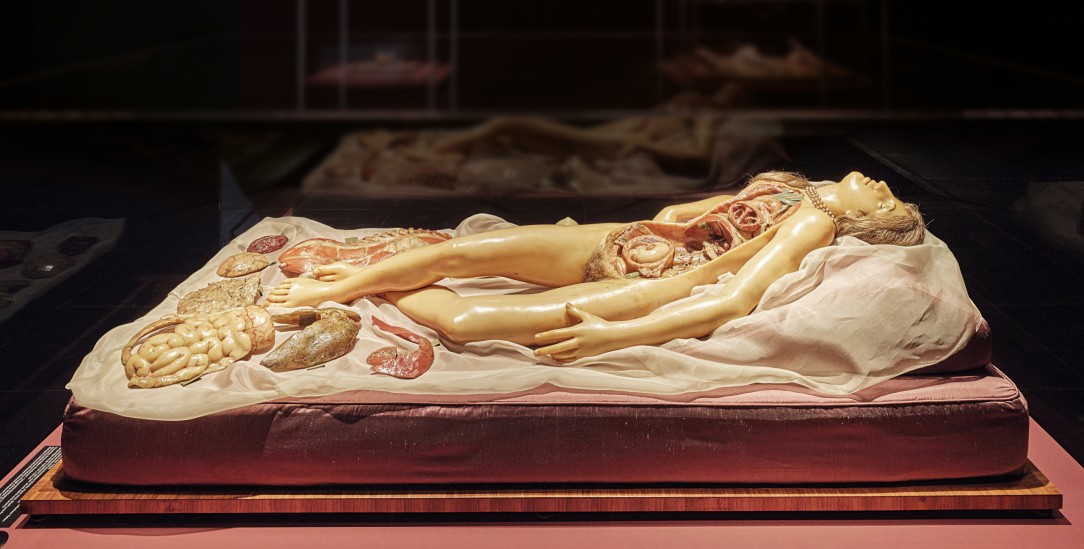 Die »Venerina« (»kleine Venus«) von Clemente Michelangelo Susini (Foto: Norbert Miguletz / © Frankfurter Kunstverein)