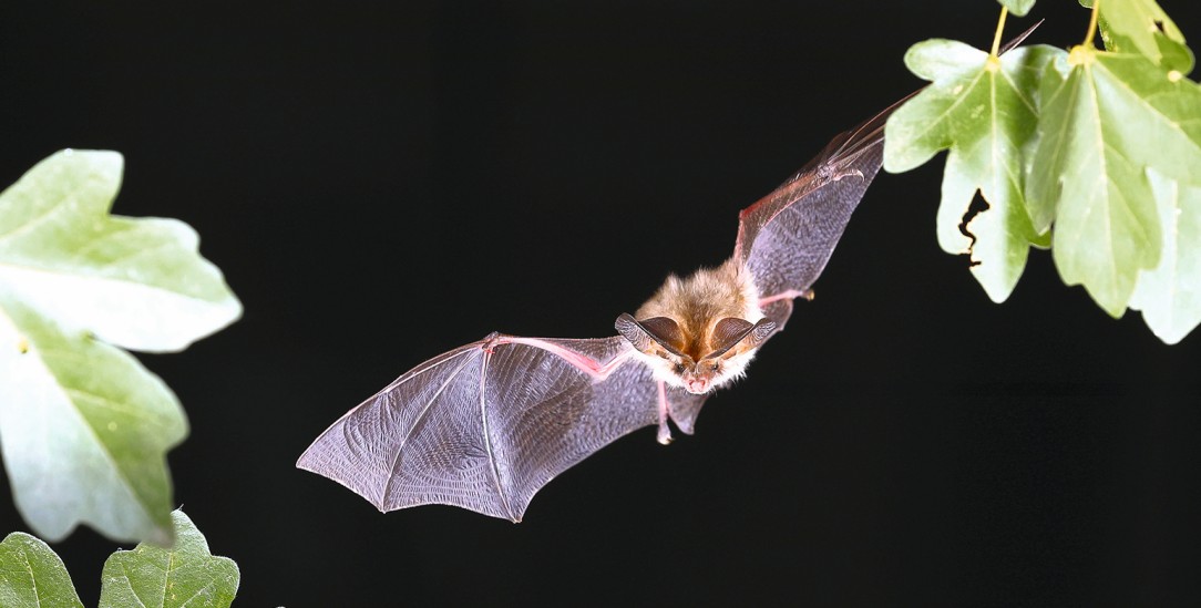 Nachtaktiv: Die Bechsteinfledermaus im Flug. Wie die meisten Fledermausarten gilt sie als gefährdet. (Foto: highspeed Naturfoto)