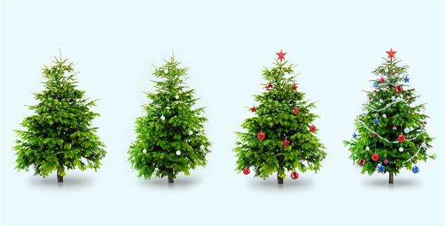 O Tannenbaum, o Tannenbaum, wie schön sind deine Blätter! (Foto:istockphoto/loops7)