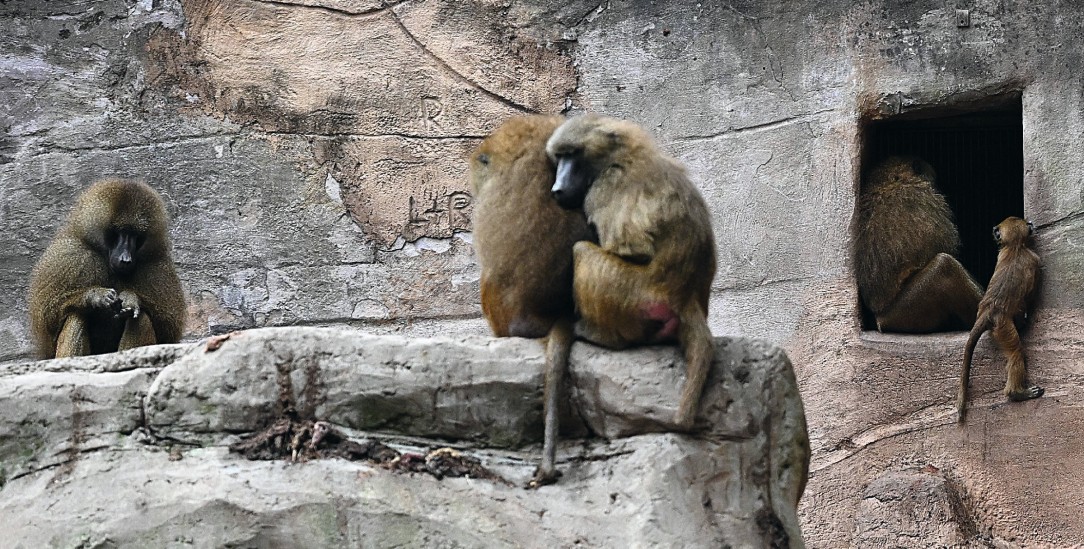 Über den Kopf gewachsen: Der Nürnberger Zoo ließ Paviane töten, weil es dort zu viele gab (Foto: IMAGO/Harald Deubert)