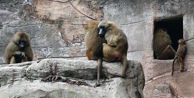 Über den Kopf gewachsen: Der Nürnberger Zoo ließ Paviane töten, weil es dort zu viele gab (Foto: IMAGO/Harald Deubert)