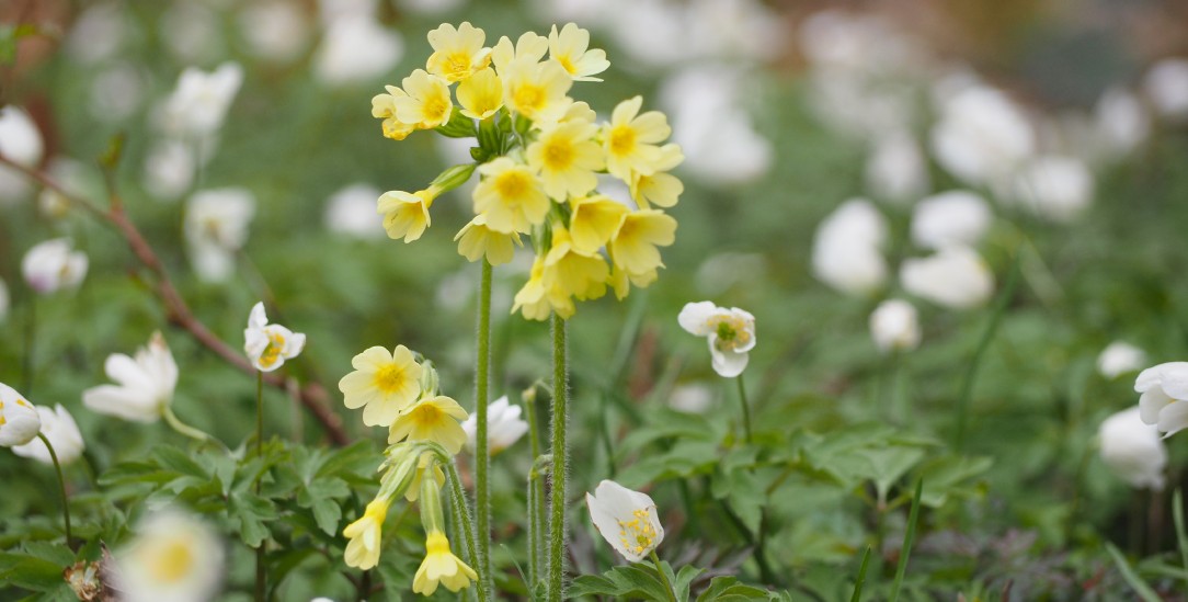 Schlüsselblumen (Foto: Lydia Wagener)