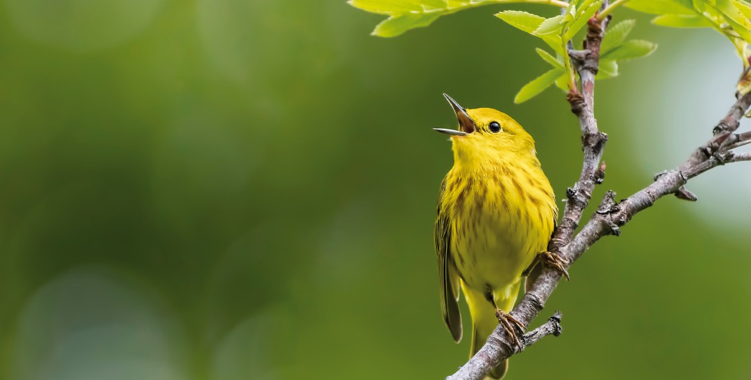 Hat der Goldwaldsänger ein interesseloses Wohlgefallen an seinem Gezwitscher? (Foto: istockphoto/JHunter)