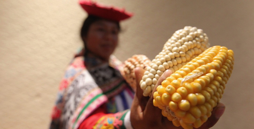 Vielfalt statt Einheitsmais: Das Grundnahrungsmittel in Mexiko gibt es in vielen Varianten (Foto: PA / DPA /Alonso Cupul )