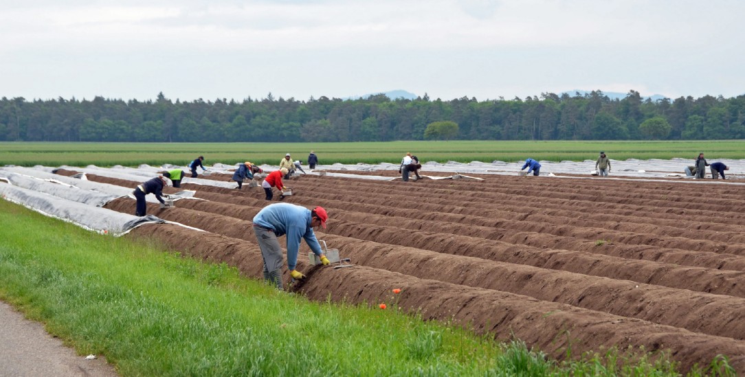 Auf deutschen Spargelfeldern arbeiten meist Saisonkräfte aus dem Ausland (Foto: istockphoto/SkyF)